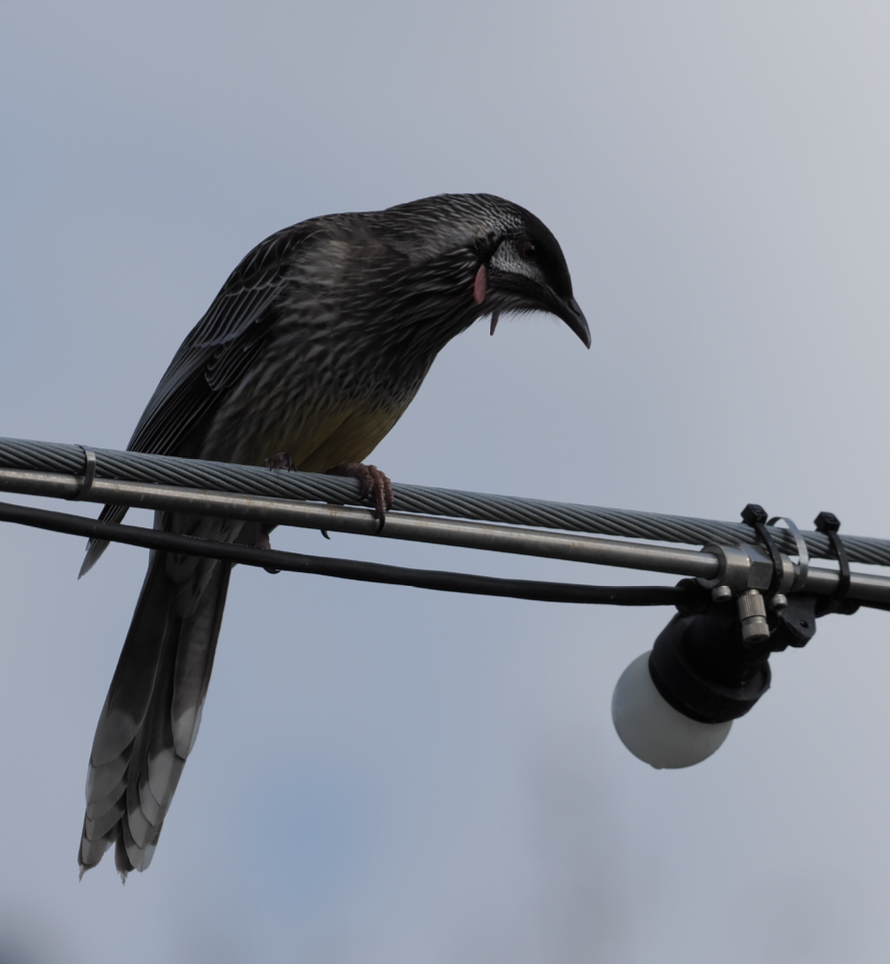 Red Wattlebird - ML619619257