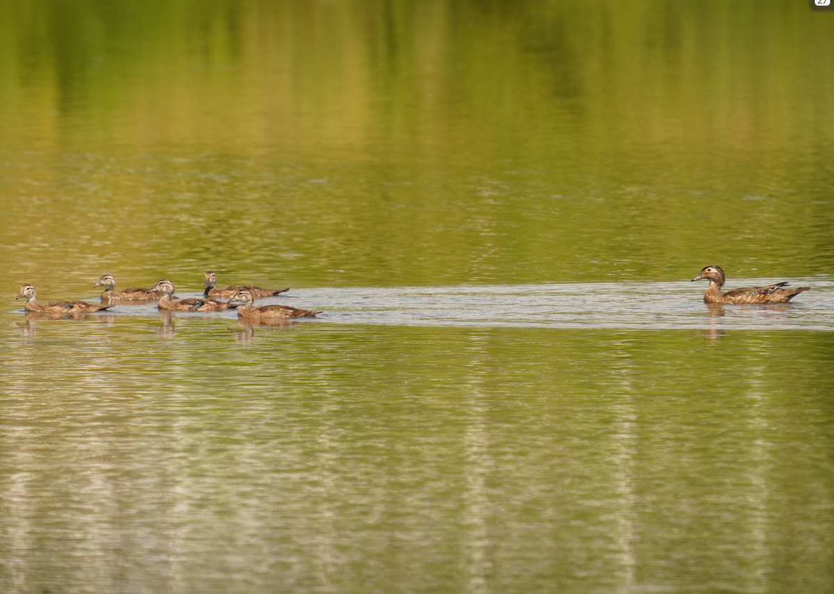 Wood Duck - Aaron T