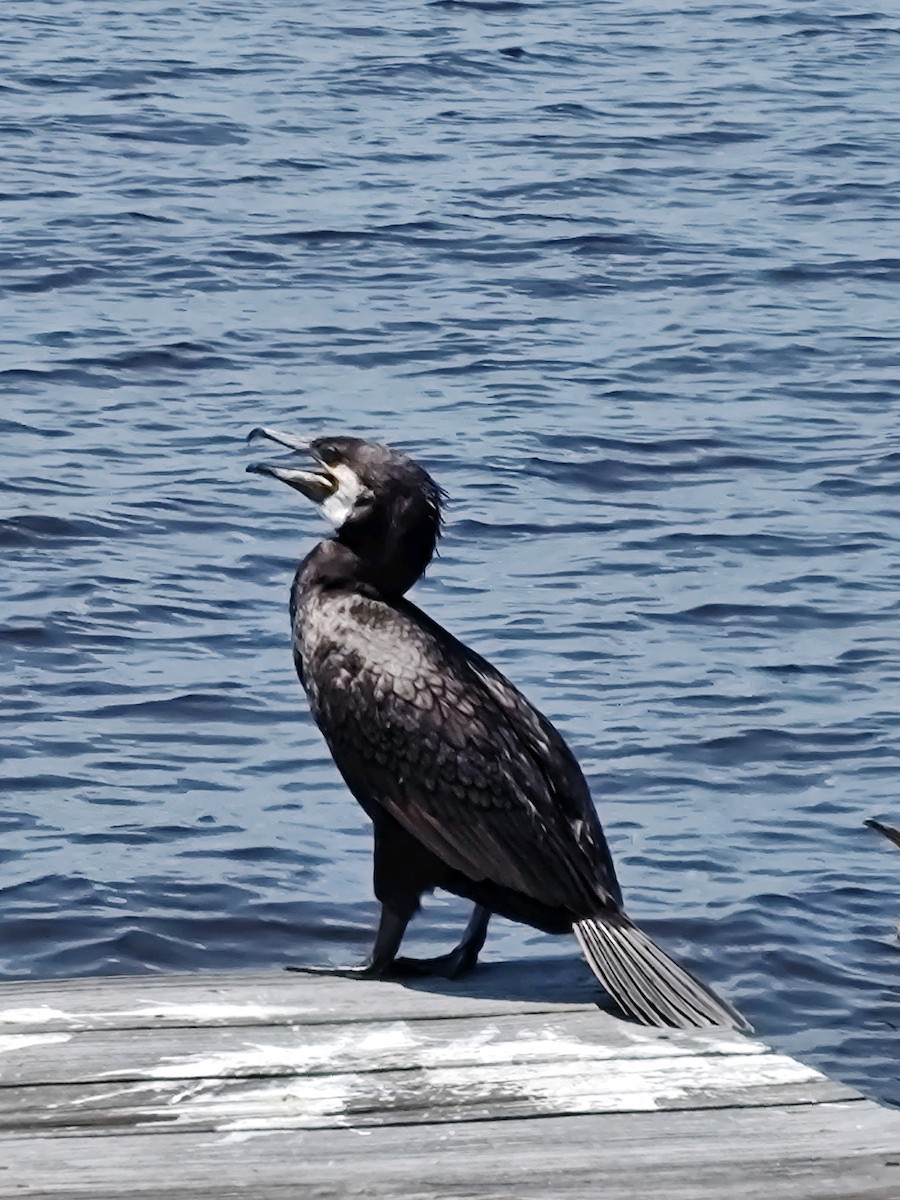 Great Cormorant - Rosemary Dorsey