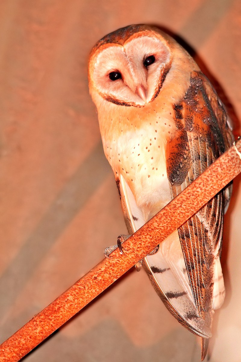 Barn Owl - Adrián Braidotti