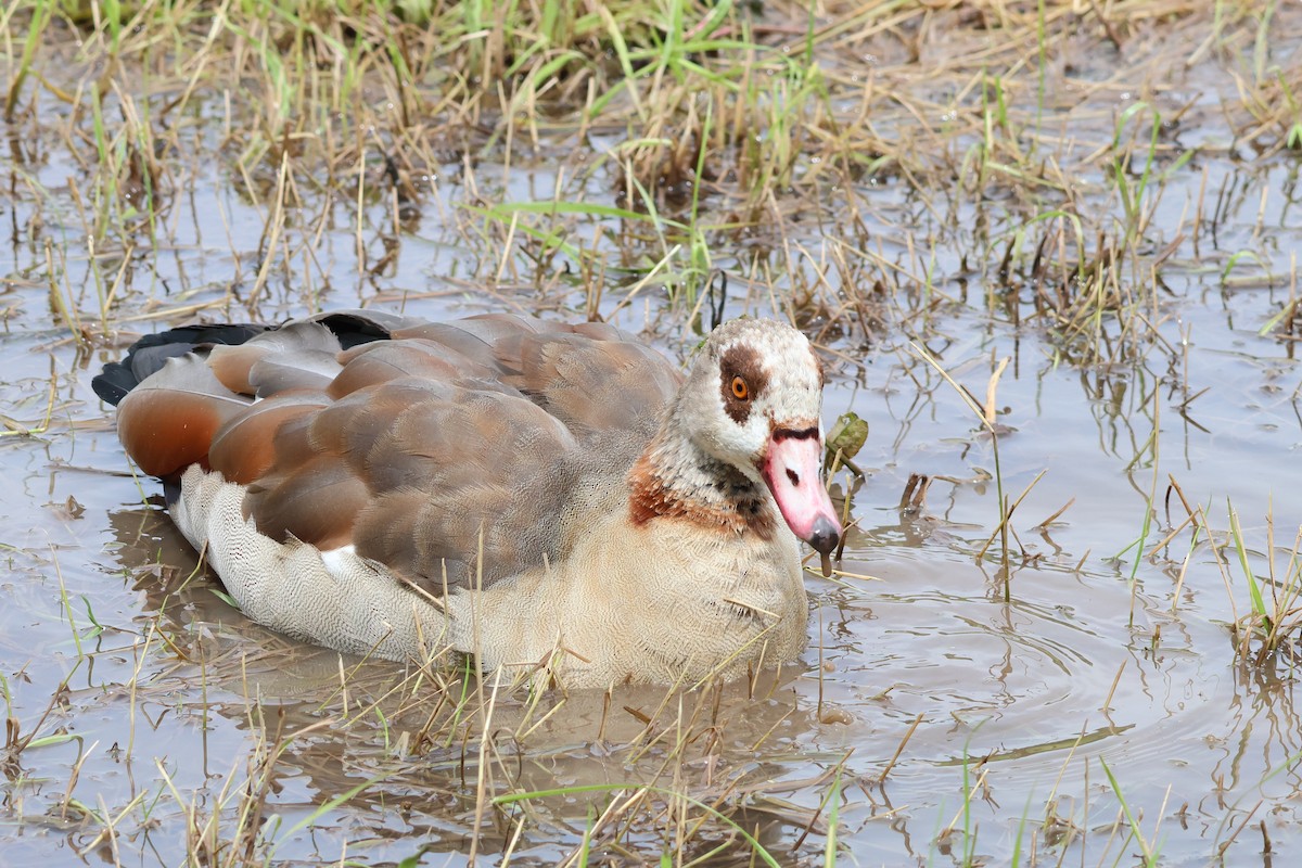 Egyptian Goose - Anonymous