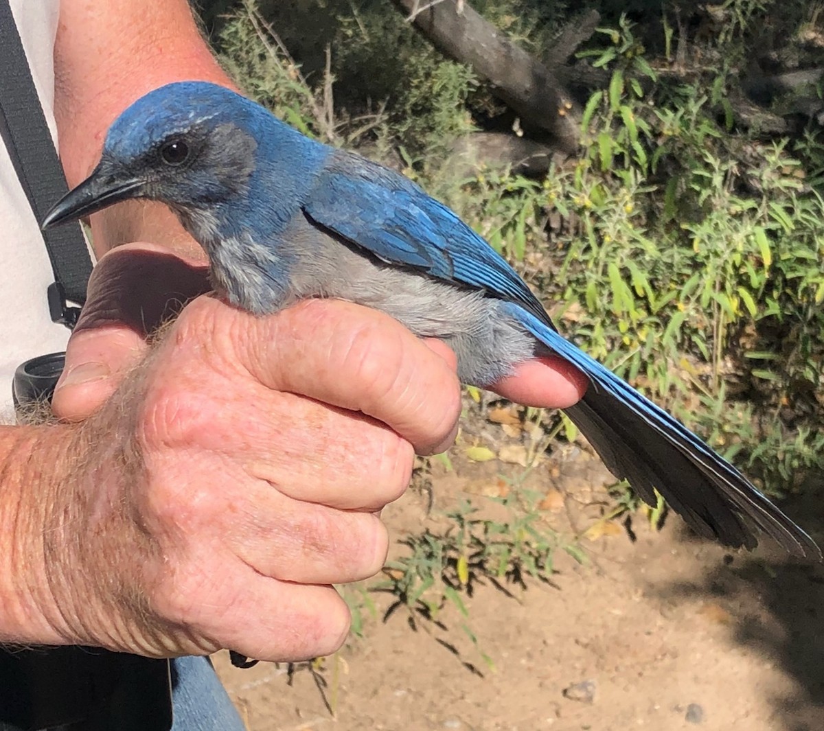 Woodhouse's Scrub-Jay - Nancy Cox