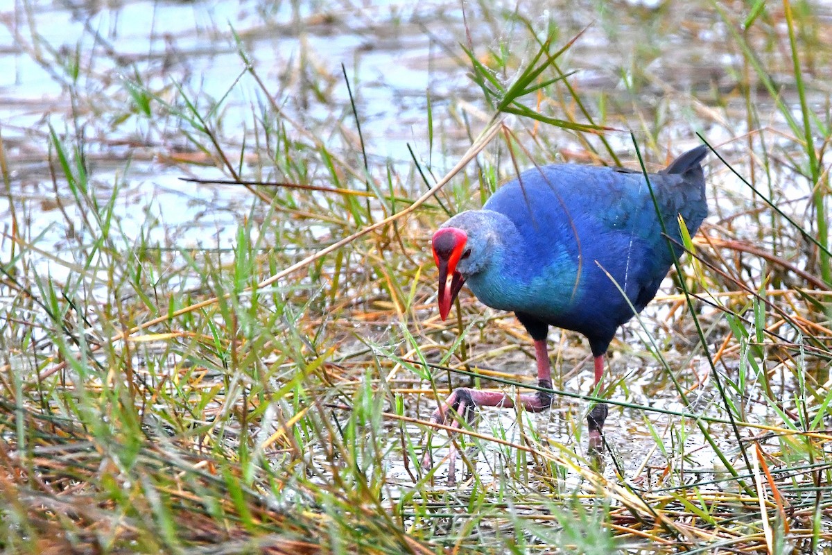 Gray-headed Swamphen - Ari Weiss