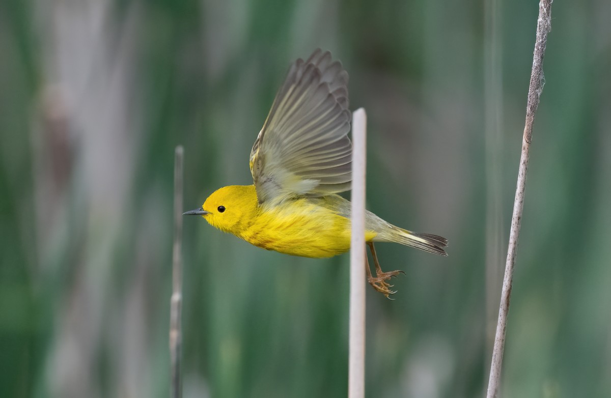 Yellow Warbler - Mike Good