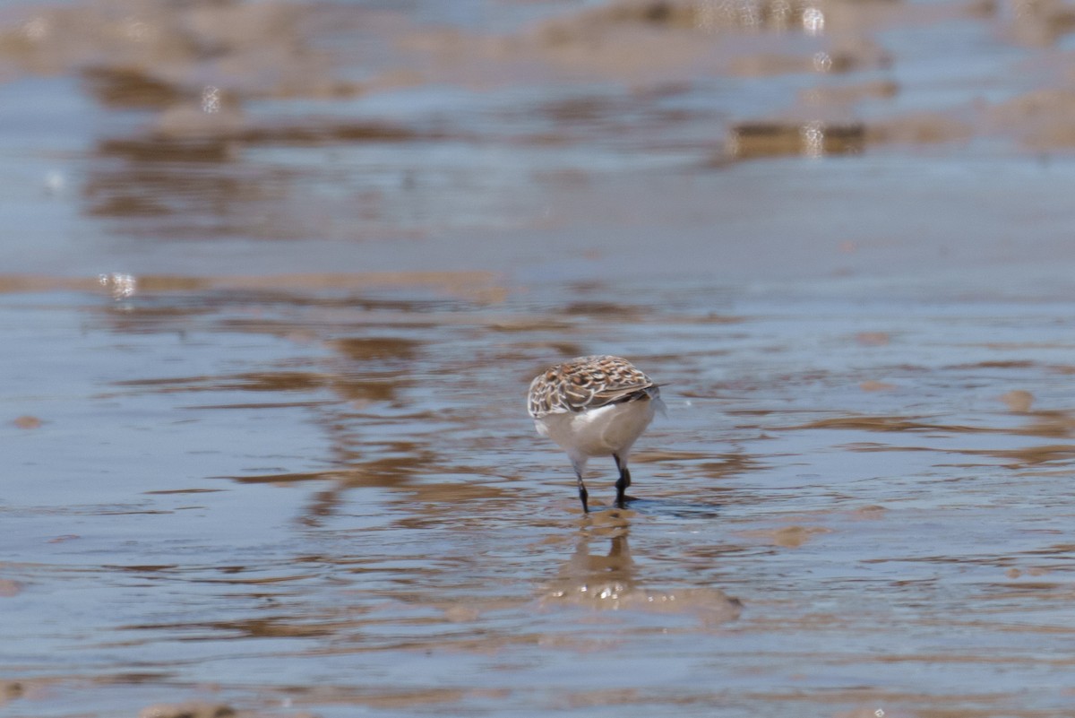 Bécasseau sanderling - ML619619276