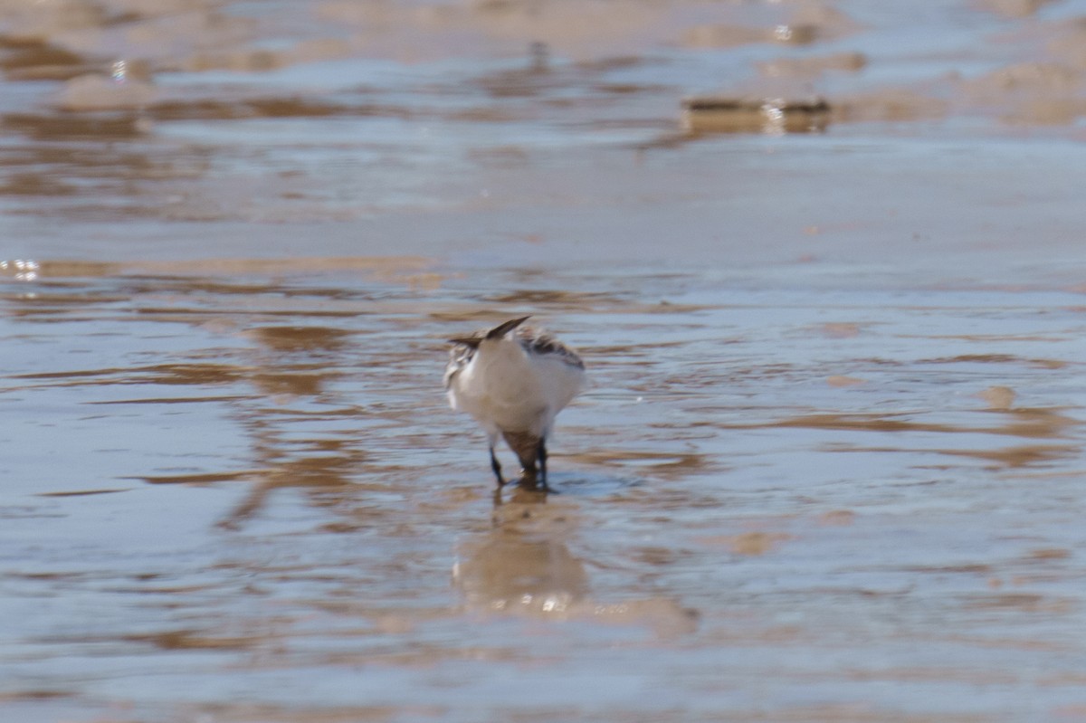 Sanderling - Linda Chittum