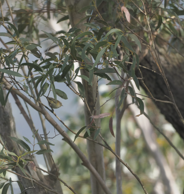 Yellow Thornbill - Edwin octosa