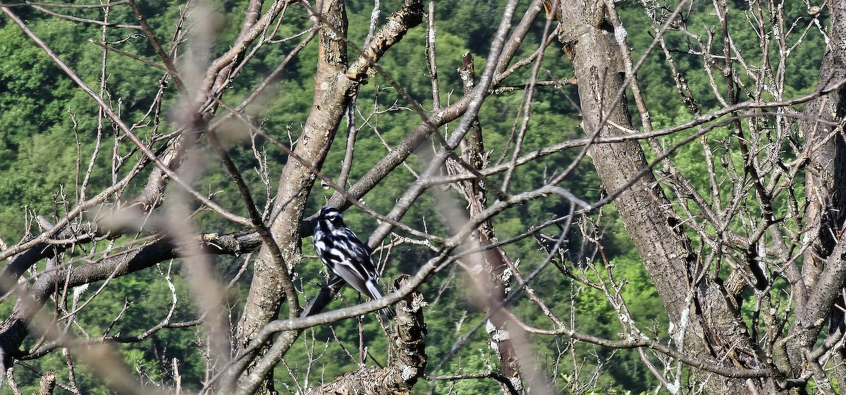 Black-and-white Warbler - Jeffrey Yang