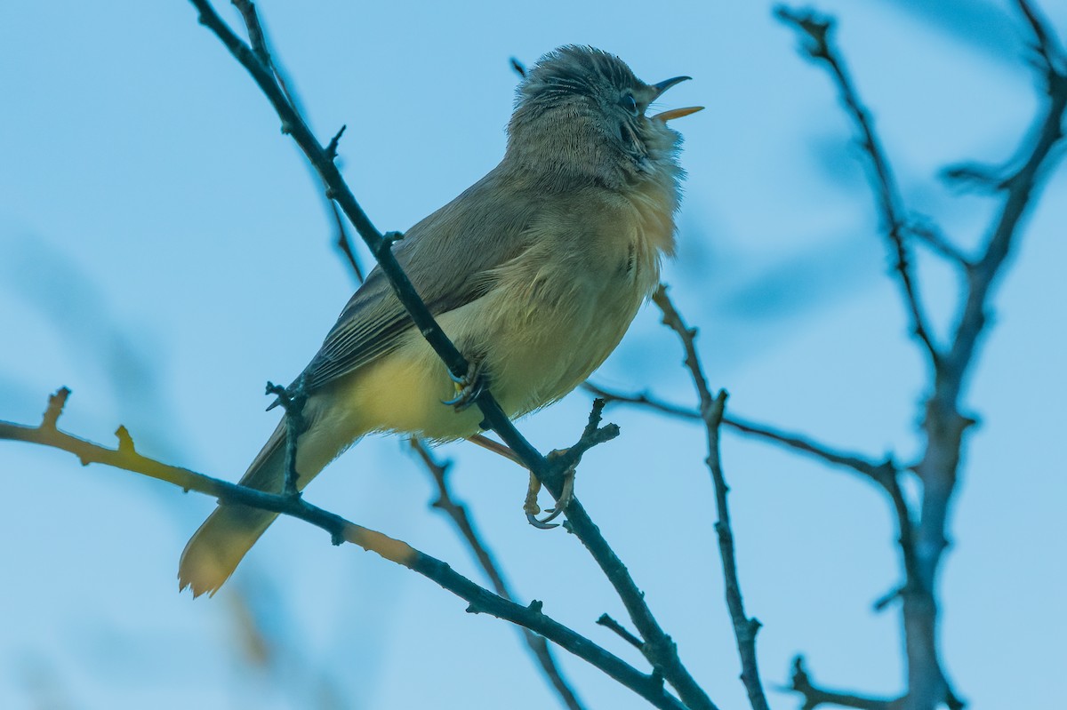 Marsh Warbler - lucien ABAH