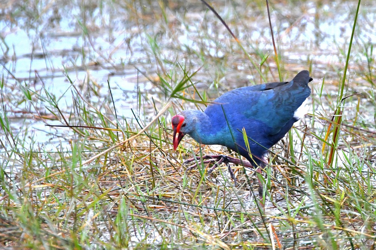 Gray-headed Swamphen - Ari Weiss