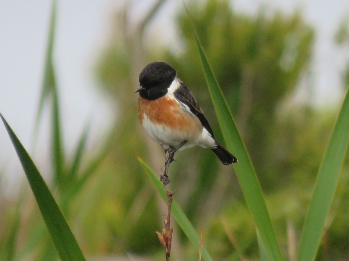 Tarabilla Africana (grupo torquatus) - ML619619301