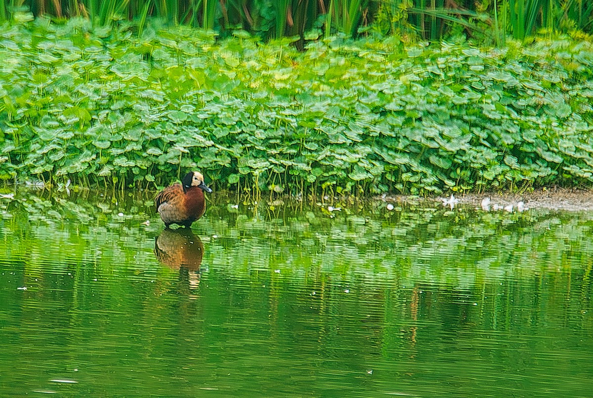 White-faced Whistling-Duck - José Antonio Padilla Reyes