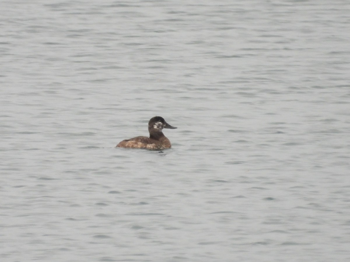 Ruddy Duck - ML619619323