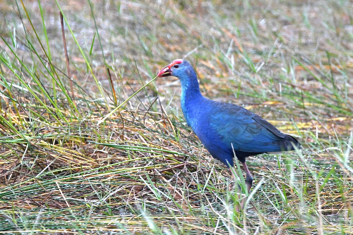 Gray-headed Swamphen - Ari Weiss