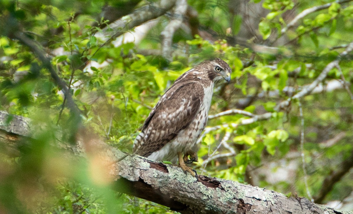 Broad-winged Hawk - jessica gallipeau