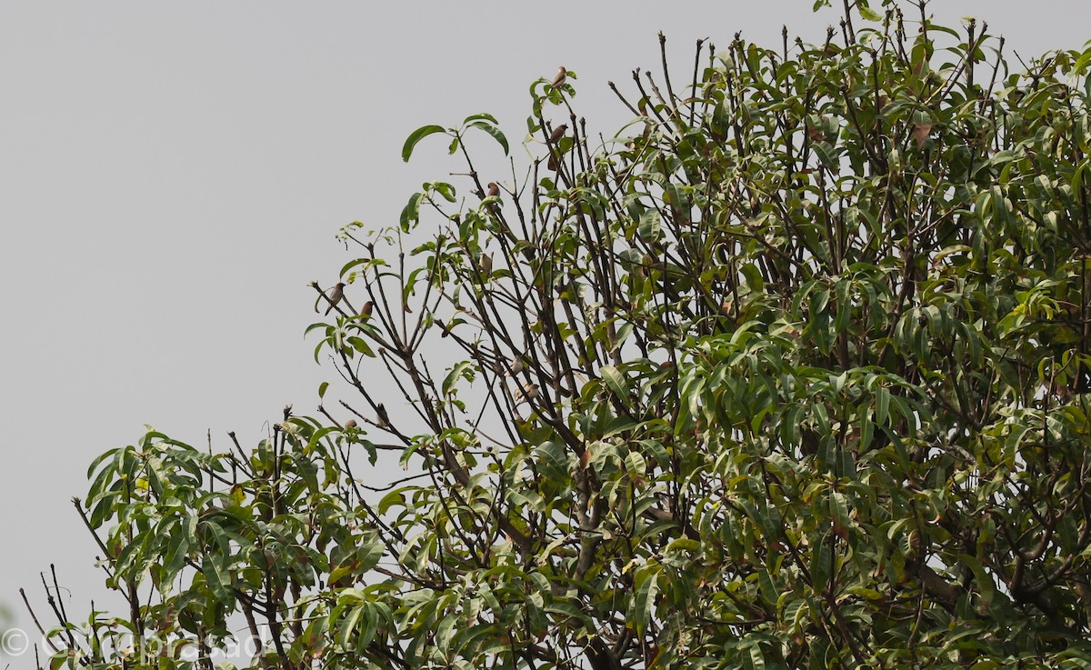 Indian Silverbill - Guru prasad