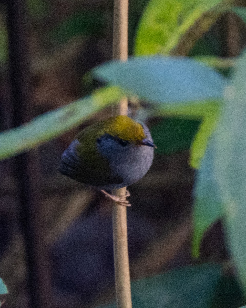 Slaty-bellied Tesia - Sumit Kayal