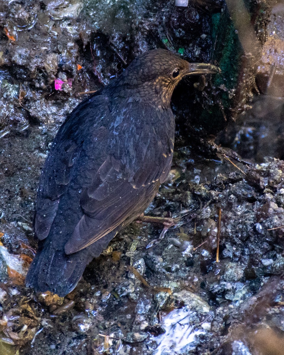 Long-billed Thrush - ML619619342