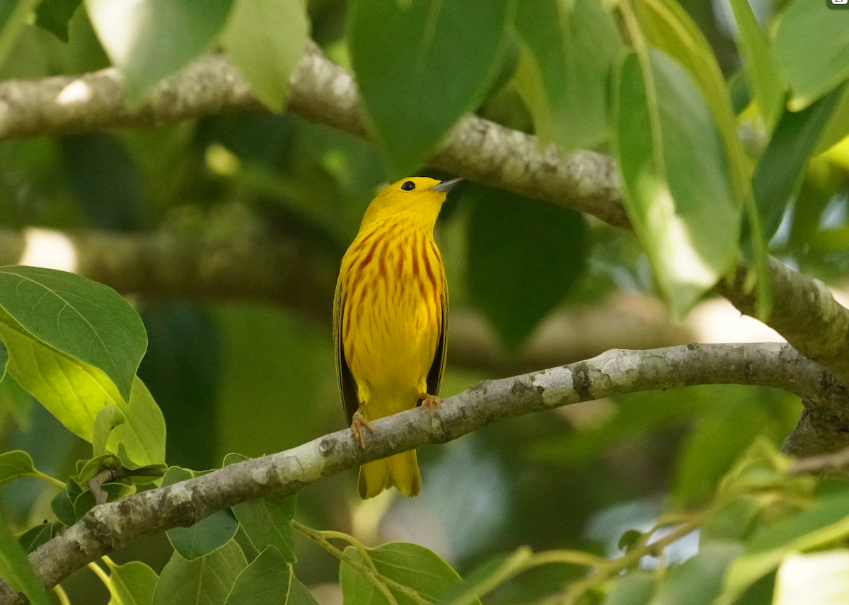 Yellow Warbler - Aaron T