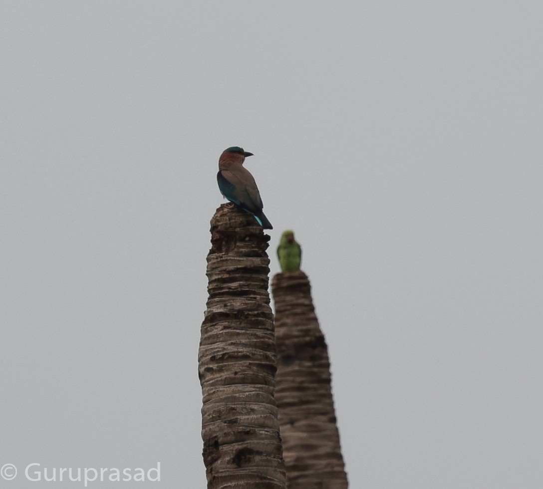 Indian Roller - Guru prasad