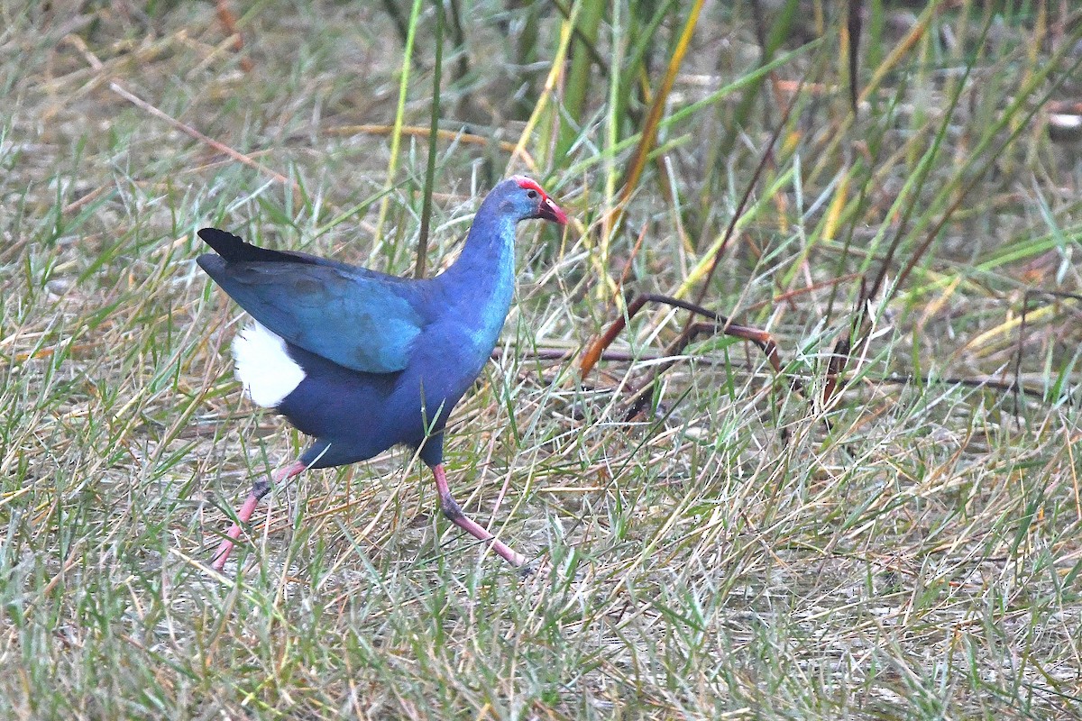 Gray-headed Swamphen - Ari Weiss