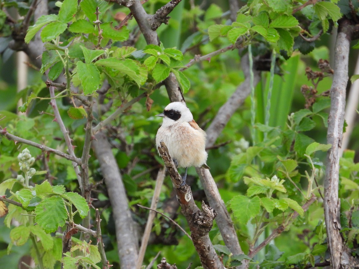 Eurasian Penduline-Tit - ML619619357