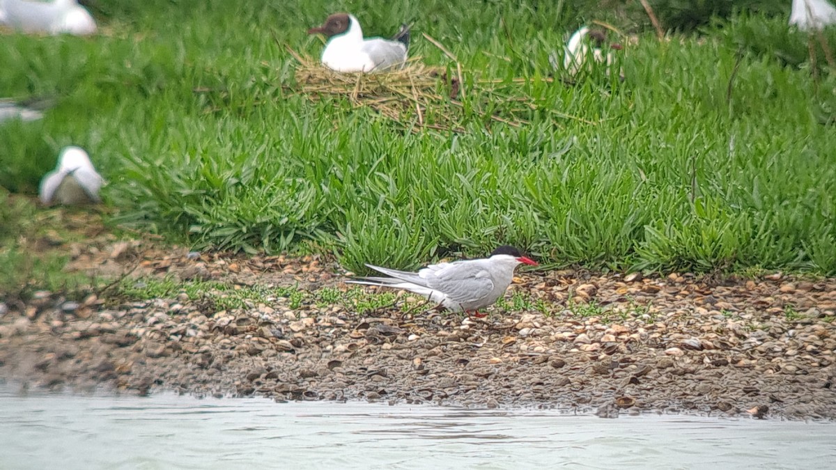 eBird Checklist - 25 May 2024 - IJsdijk 14, Oudeschild NL-North Holland ...