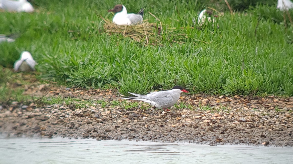 Arctic Tern - Imke Gerstel