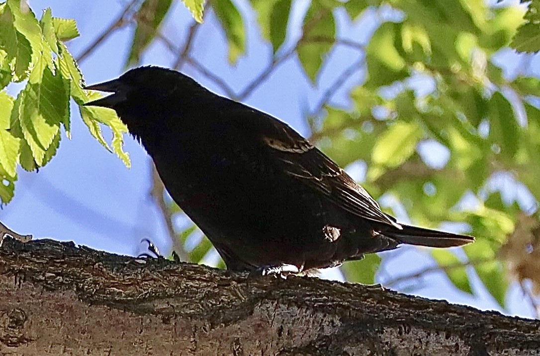 Red-winged Blackbird - Mohini Rawool-Sullivan