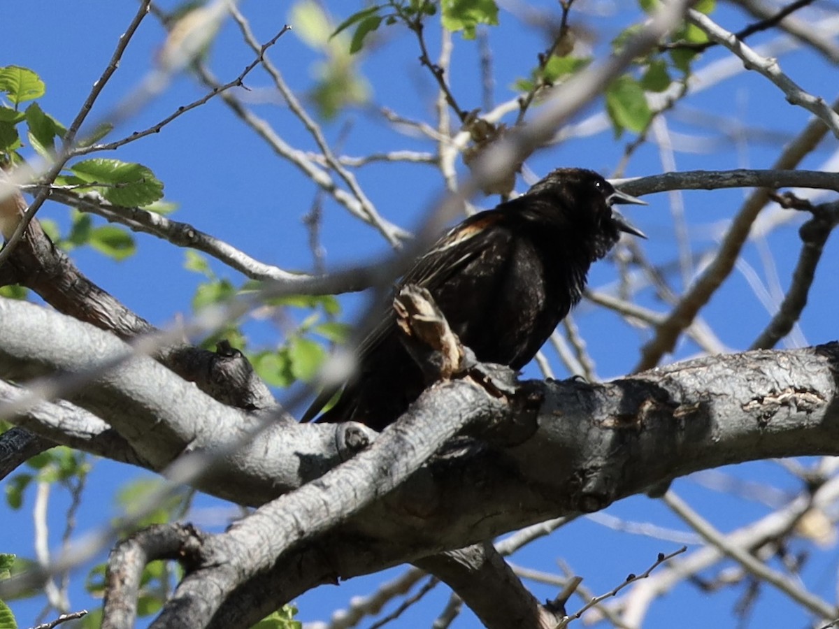 Red-winged Blackbird - Mohini Rawool-Sullivan