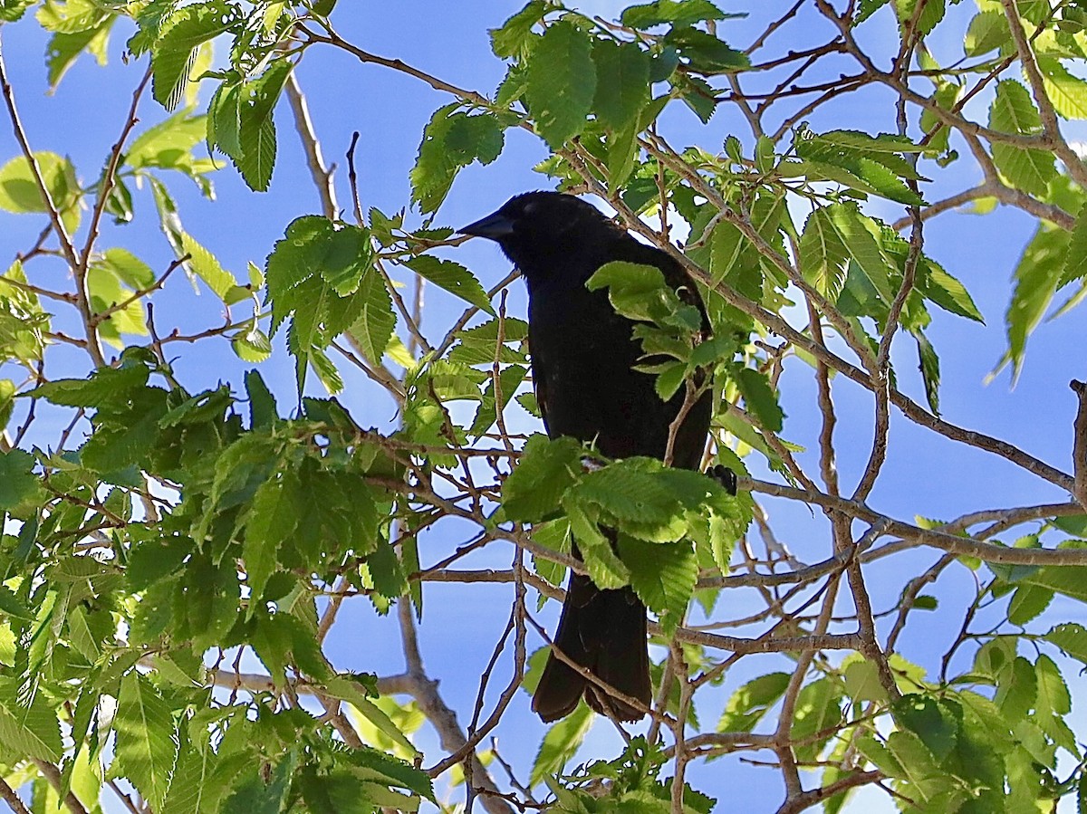 Red-winged Blackbird - Mohini Rawool-Sullivan