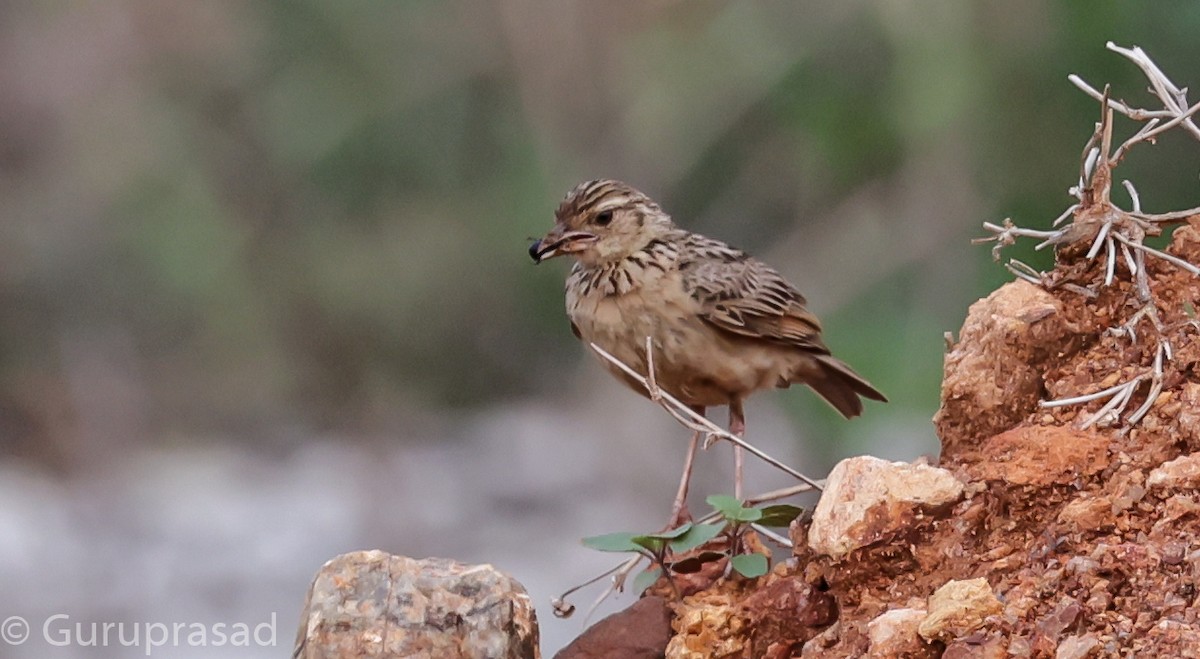 Jerdon's Bushlark - Guru prasad