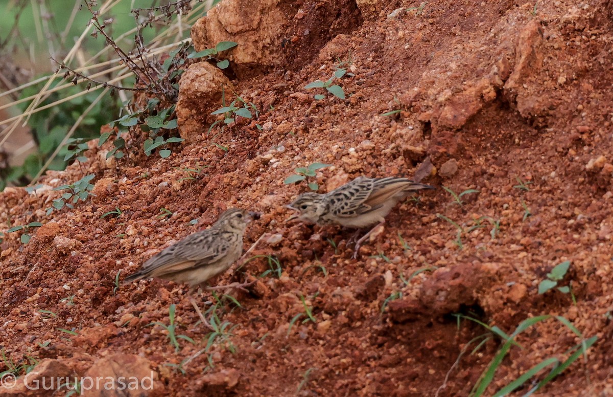 Jerdon's Bushlark - Guru prasad