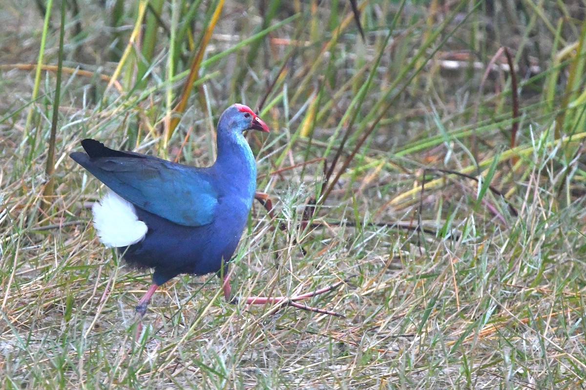 Gray-headed Swamphen - Ari Weiss