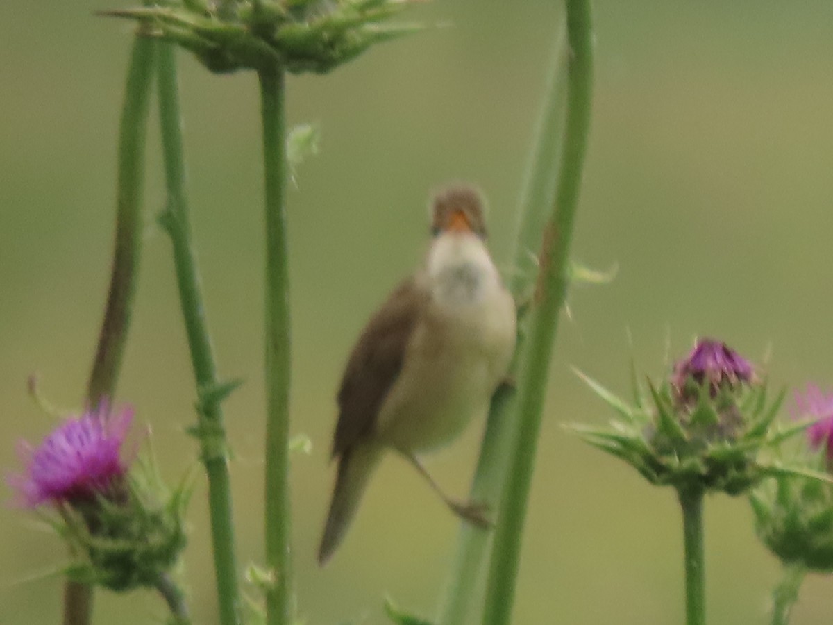 Marsh Warbler - Doug Kibbe