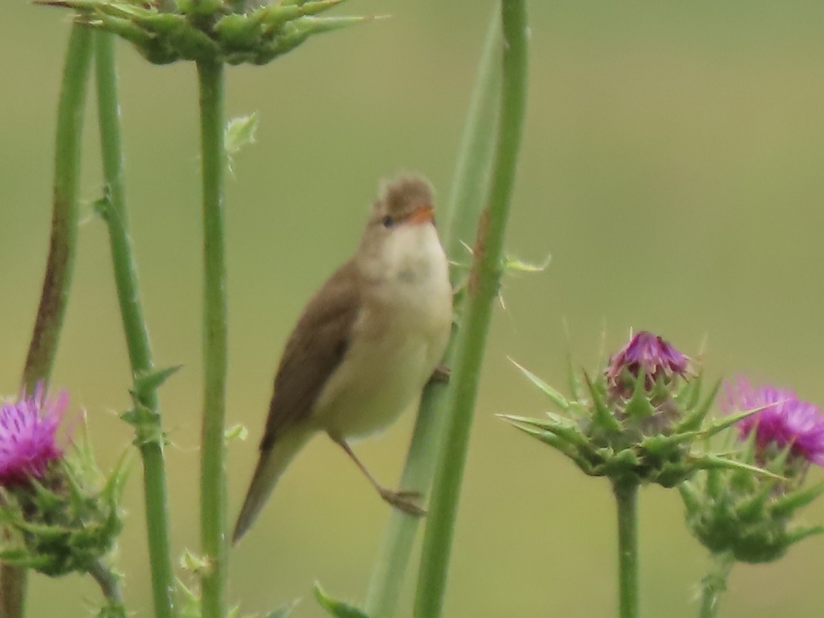 Marsh Warbler - Doug Kibbe