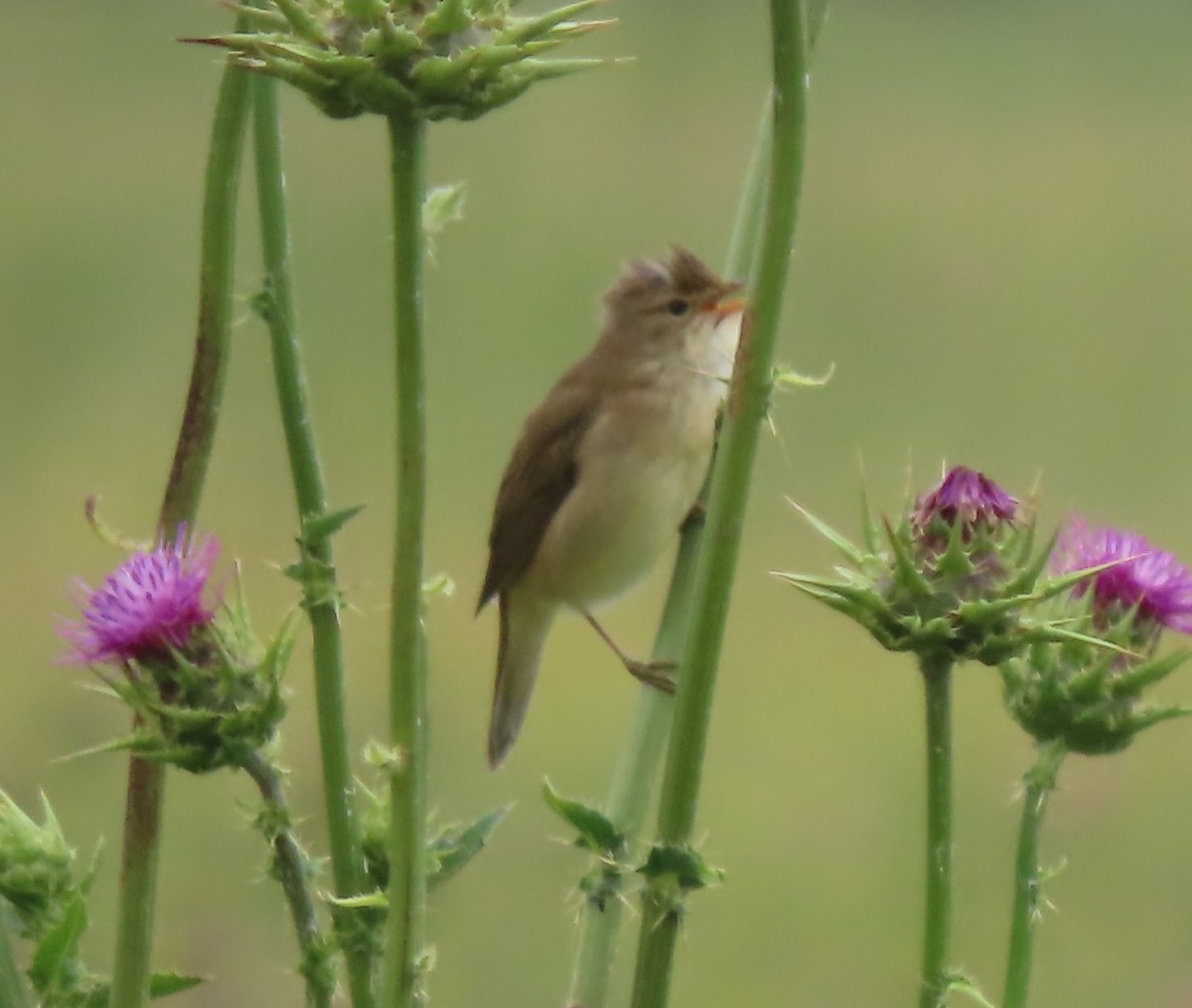 Marsh Warbler - Doug Kibbe