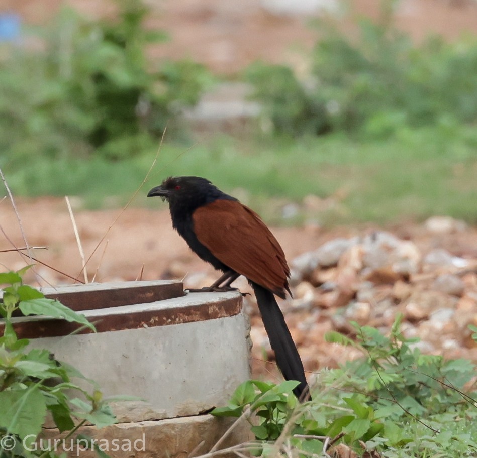 Greater Coucal - Guru prasad