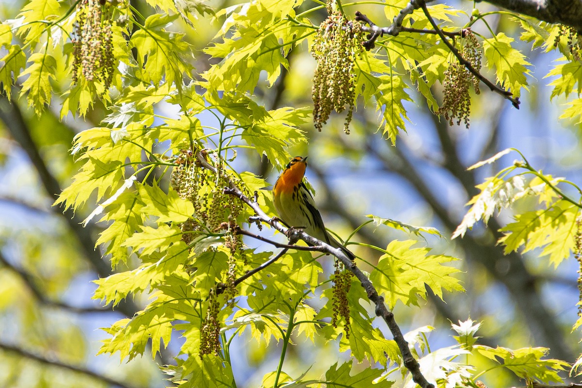 Blackburnian Warbler - ML619619396