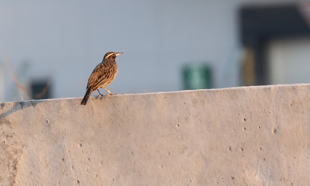 Long-tailed Meadowlark - ML619619397