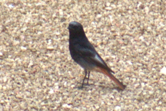 Black Redstart - Bill Hubbard