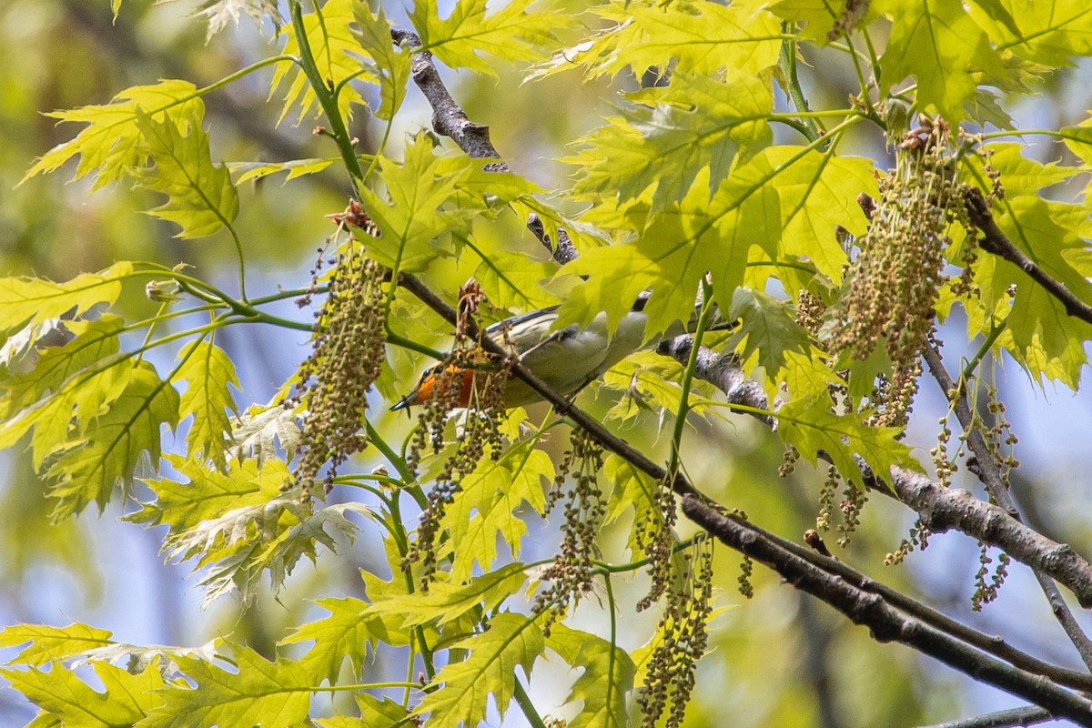 Blackburnian Warbler - jessica gallipeau