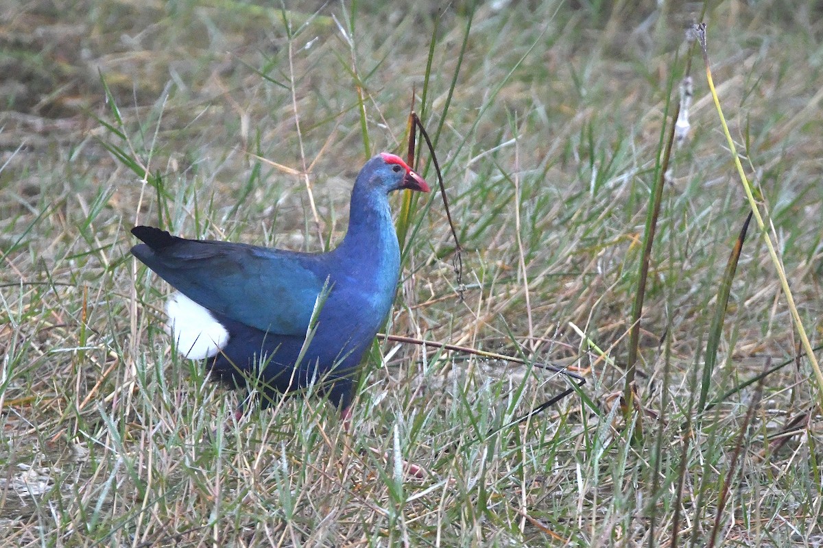 Gray-headed Swamphen - Ari Weiss