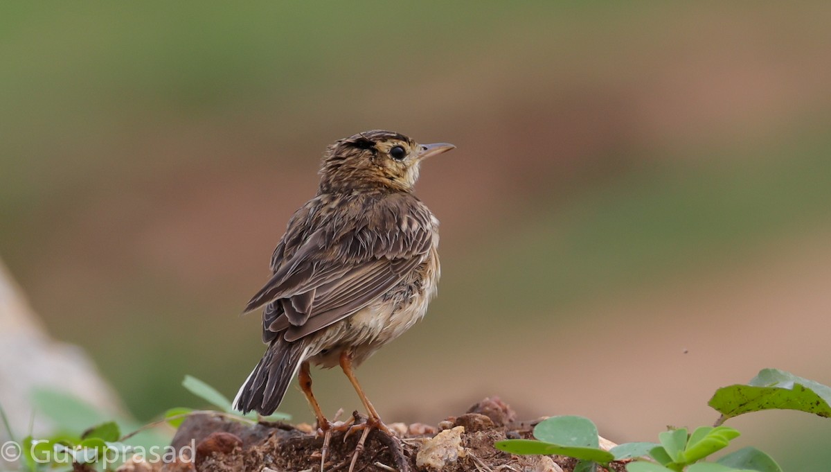 Jerdon's Bushlark - Guru prasad