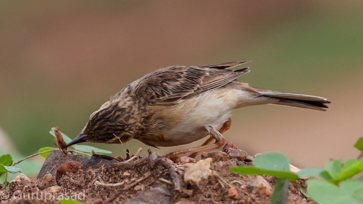 Jerdon's Bushlark - Guru prasad