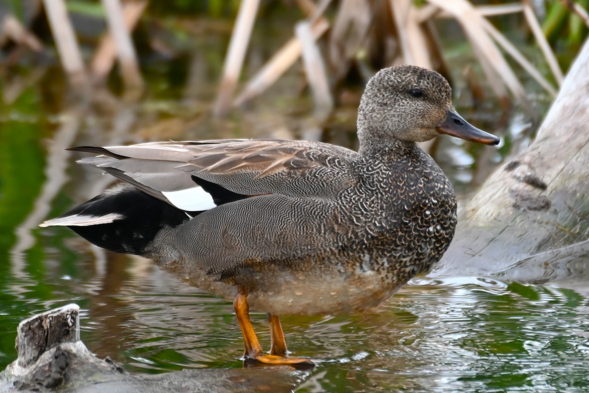 Gadwall - Francois Cloutier