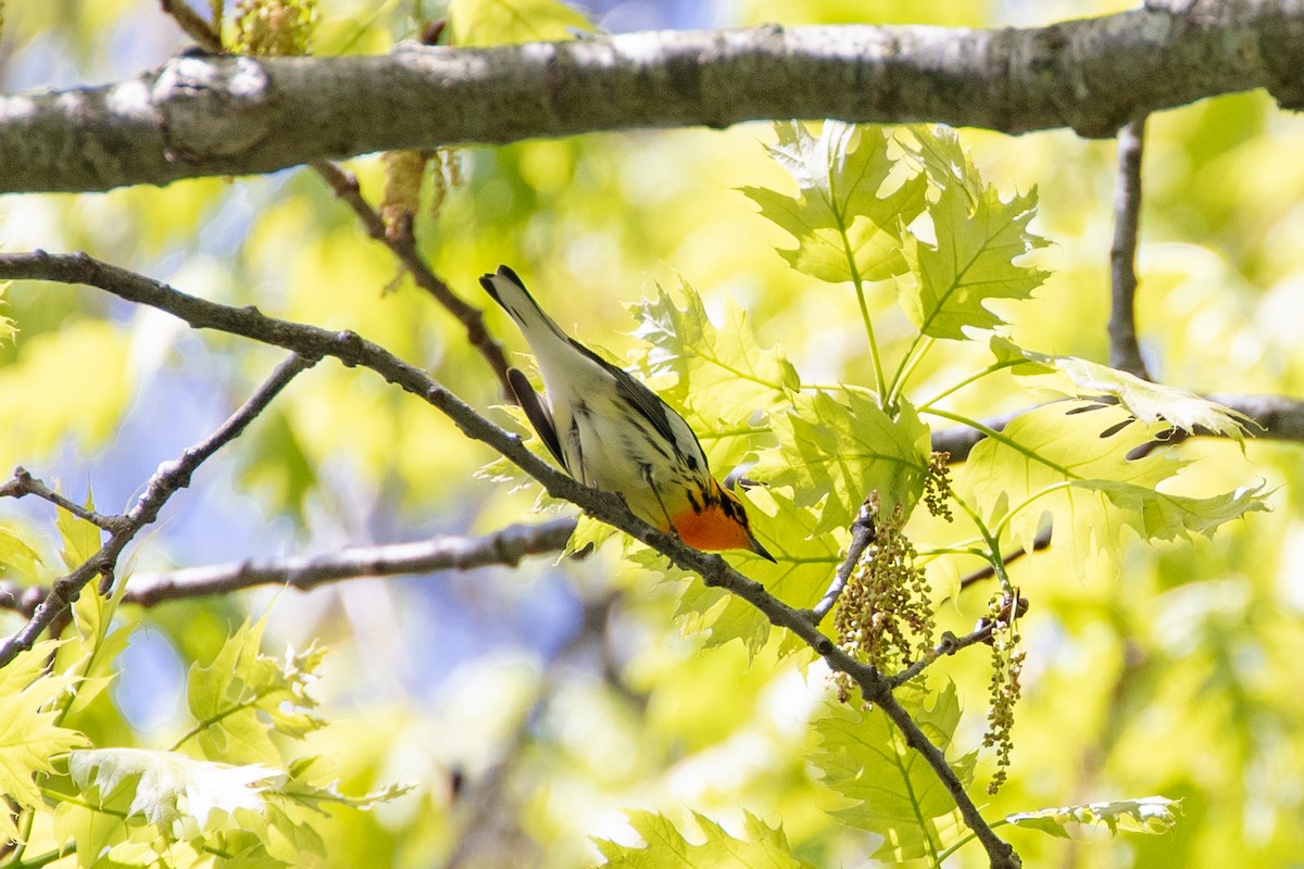 Blackburnian Warbler - jessica gallipeau