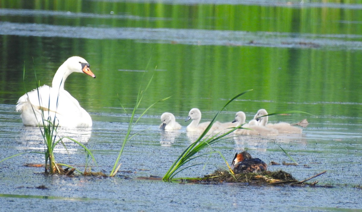 Mute Swan - Petr Jašek