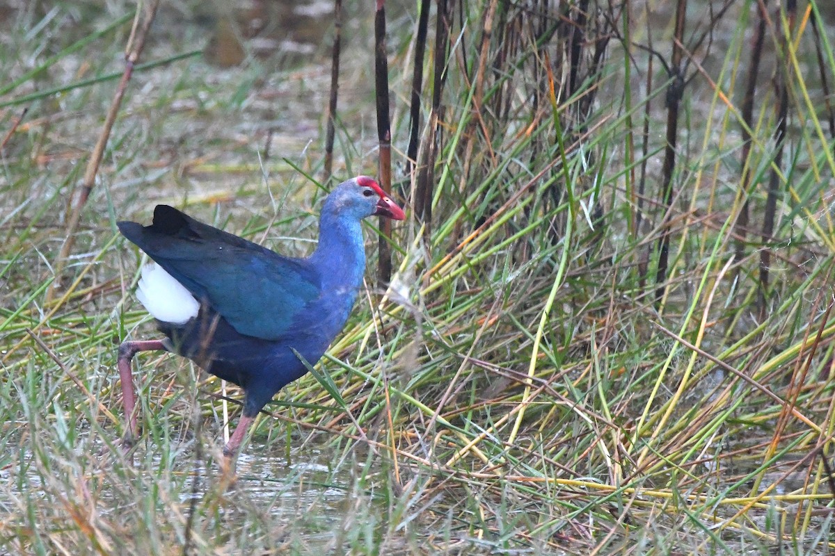 Gray-headed Swamphen - ML619619417