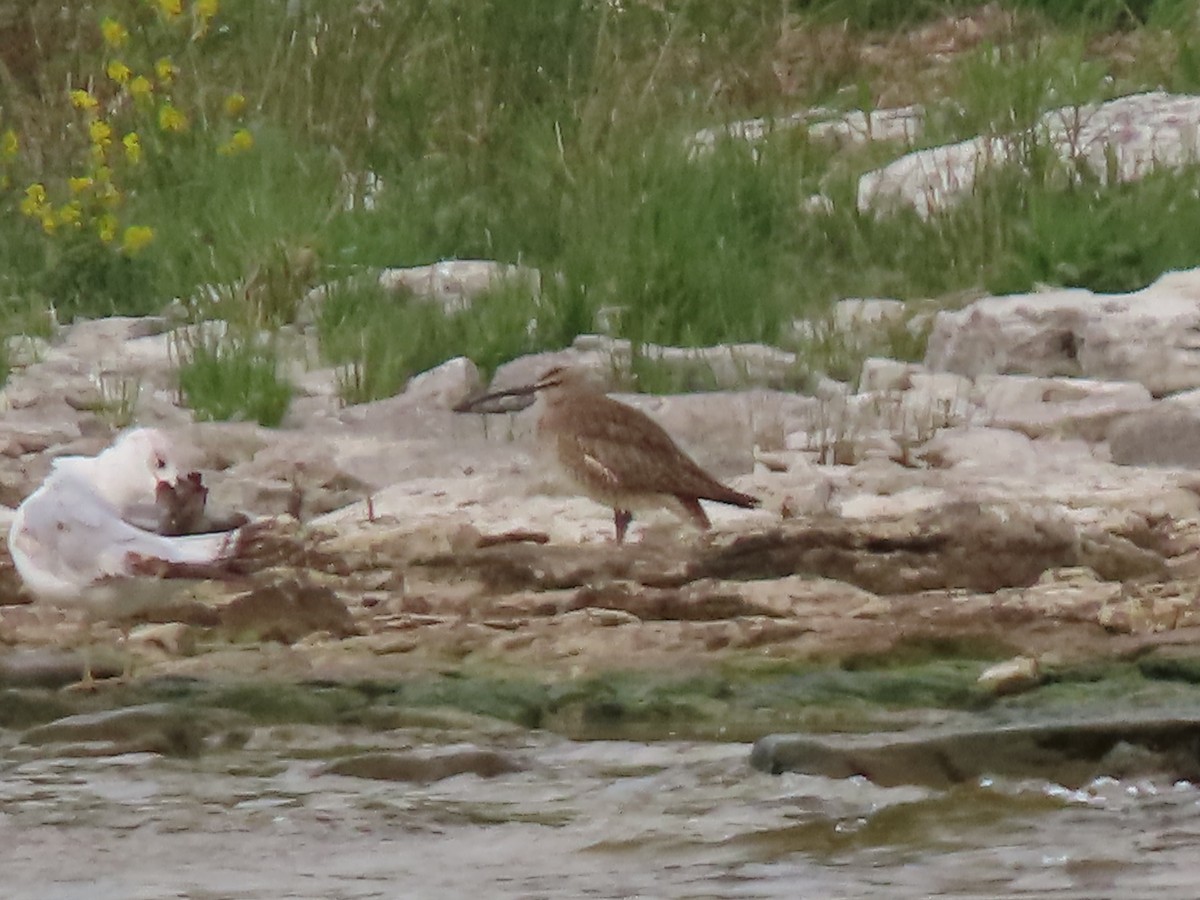 Whimbrel - Herky Birder